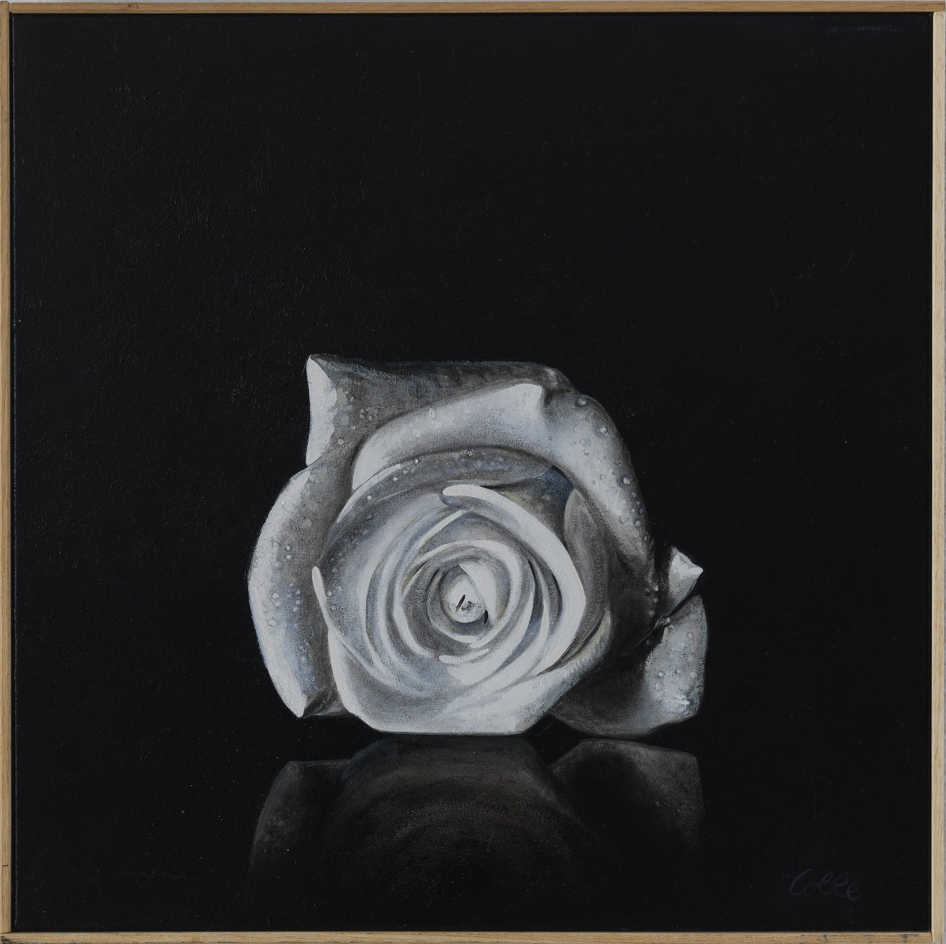 Daniela Colle | Rosa bianca | ARTT 238